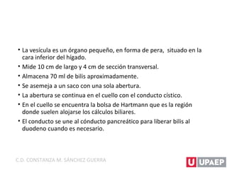 • La vesícula es un órgano pequeño, en forma de pera, situado en la
cara inferior del hígado.
• Mide 10 cm de largo y 4 cm de sección transversal.
• Almacena 70 ml de bilis aproximadamente.
• Se asemeja a un saco con una sola abertura.
• La abertura se continua en el cuello con el conducto cístico.
• En el cuello se encuentra la bolsa de Hartmann que es la región
donde suelen alojarse los cálculos biliares.
• El conducto se une al cónducto pancreático para liberar bilis al
duodeno cuando es necesario.
C.D. CONSTANZA M. SÁNCHEZ GUERRA
 