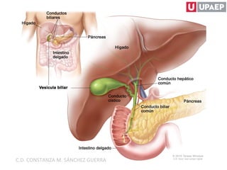 C.D. CONSTANZA M. SÁNCHEZ GUERRA
 