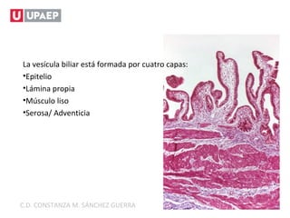 La vesícula biliar está formada por cuatro capas:
•Epitelio
•Lámina propia
•Músculo liso
•Serosa/ Adventicia
C.D. CONSTANZA M. SÁNCHEZ GUERRA
 