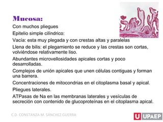Mucosa:
Con muchos pliegues
Epitelio simple cilíndrico:
Vacía: esta muy plegada y con crestas altas y paralelas
Llena de bilis: el plegamiento se reduce y las crestas son cortas,
volviéndose relativamente liso.
Abundantes microvellosidades apicales cortas y poco
desarrolladas.
Complejos de unión apicales que unen células contiguas y forman
una barrera.
Concentraciones de mitocondrias en el citoplasma basal y apical.
Pliegues laterales.
ATPasas de Na en las membranas laterales y vesículas de
secreción con contenido de glucoproteínas en el citoplasma apical.
C.D. CONSTANZA M. SÁNCHEZ GUERRA
 