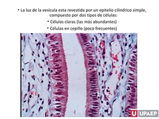 • La luz de la vesícula esta revestida por un epitelio cilíndrico simple,
compuesto por dos tipos de células:
• Células claras (las más abundantes)
• Células en cepillo (poco frecuentes)
 
