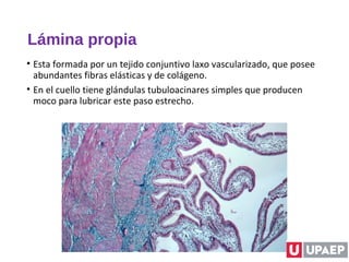 Lámina propia
• Esta formada por un tejido conjuntivo laxo vascularizado, que posee
abundantes fibras elásticas y de colágeno.
• En el cuello tiene glándulas tubuloacinares simples que producen
moco para lubricar este paso estrecho.
 