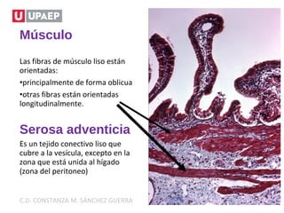 Músculo
Las fibras de músculo liso están
orientadas:
•principalmente de forma oblicua
•otras fibras están orientadas
longitudinalmente.
Serosa adventicia
Es un tejido conectivo liso que
cubre a la vesícula, excepto en la
zona que está unida al hígado
(zona del peritoneo)
C.D. CONSTANZA M. SÁNCHEZ GUERRA
 