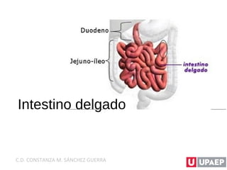 Intestino delgado
C.D. CONSTANZA M. SÁNCHEZ GUERRA
 