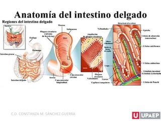 C.D. CONSTANZA M. SÁNCHEZ GUERRA
 
