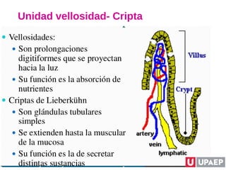 Unidad vellosidad- Cripta
 