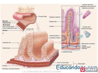 C.D. CONSTANZA M. SÁNCHEZ GUERRA
 