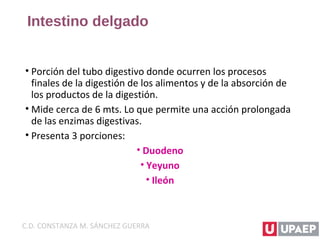Intestino delgado
• Porción del tubo digestivo donde ocurren los procesos
finales de la digestión de los alimentos y de la absorción de
los productos de la digestión.
• Mide cerca de 6 mts. Lo que permite una acción prolongada
de las enzimas digestivas.
• Presenta 3 porciones:
• Duodeno
• Yeyuno
• Ileón
C.D. CONSTANZA M. SÁNCHEZ GUERRA
 