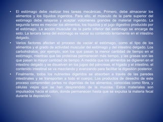 • El estómago debe realizar tres tareas mecánicas. Primero, debe almacenar los
alimentos y los líquidos ingeridos. Para ello, el músculo de la parte superior del
estómago debe relajarse y aceptar volúmenes grandes de material ingerido. La
segunda tarea es mezclar los alimentos, los líquidos y el jugo digestivo producido por
el estómago. La acción muscular de la parte inferior del estómago se encarga de
esto. La tercera tarea del estómago es vaciar su contenido lentamente en el intestino
delgado.
• Varios factores afectan el proceso de vaciar el estómago, como el tipo de los
alimentos y el grado de actividad muscular del estómago y del intestino delgado. Los
carbohidratos, por ejemplo, son los que pasan la menor cantidad de tiempo en el
estómago, mientras que las proteínas permanecen más tiempo, y las grasas son las
que pasan la mayor cantidad de tiempo. A medida que los alimentos se digieren en el
intestino delgado y se disuelven en los jugos del páncreas, el hígado y el intestino, el
contenido intestinal se va mezclando y avanzando para facilitar la digestión posterior.
• Finalmente, todos los nutrientes digeridos se absorben a través de las paredes
intestinales y se transportan a todo el cuerpo. Los productos de desecho de este
proceso comprenden partes no digeridas de los alimentos, conocidas como fibra, y
células viejas que se han desprendido de la mucosa. Estos materiales son
impulsados hacia el colon, donde permanecen hasta que se expulsa la materia fecal
durante la deposición.
 