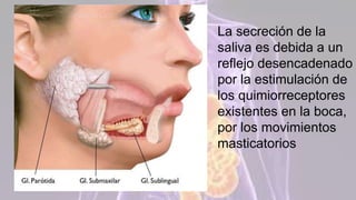 Glándulas
salivares
menores• Distribuidas por la mucosa de los labios, de las
mejillas, de la lengua y del paladar.
• Cuan...