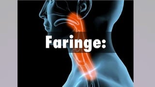 La faringe está constituida por músculo esquelético,
está revestida por una mucosa, y comprende tres
partes: la nasofaring...