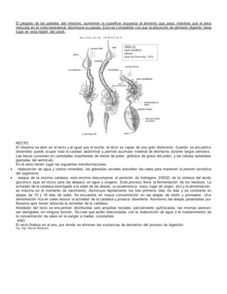 El plegado de las paredes del intestino, aumentan la superficie expuesta al alimento que pasa, mientras que el área
reducida en el corte transversal disminuye su pasaje. Esto es compatible con que la absorción de alimento digerido tiene
lugar en esta región del canal.
RECTO
El intestino se abre en el recto y al igual que el buche, el recto es capaz de una gran distensión. Cuando se encuentra
distendido puede ocupar toda la cavidad abdominal y permite acumular material de deshecho durante largos períodos.
Las heces consisten en cantidades importantes de restos de polen, glóbulos de grasa del polen, y las células epiteliales
gastadas del ventrículo.
En el resto tienen lugar las siguientes transformaciones:
 reabsorción de agua y ciertos minerales, las glándulas rectales absorben las sales para mantener la presión osmótica
del organismo
 ataque de la enzima catalasa. esta enzima descompone el peróxido de hidrógeno (H2O2) de la síntesis del ácido
glucónico (que es tóxico para las abejas)) en agua y oxígeno. Este proceso frena la fermentación de los residuos. La
actividad de la catalasa está ligada a la edad de las abejas, su proveniencia (raza, lugar de origen, etc) y la alimentación.
es máxima en el momento de nacimiento, disminuye rápidamente los tres primeros días de vida y es constante en
abejas de 15 y 18 días de edad. Se encuentra en mayor concentración en las abejas de otoño y primavera. Una
alimentación rica en sales reduce la actividad de la catalasa y provoca disentería. Asimismo, las abejas parasitadas por
Nosema apis tienen reducida la actividad de la catalasa.
Alrededor del recto se encuentran distribuidas seis ampollas rectales, parcialmente quitinizadas. las mismas parecen
ser vestigiales sin ninguna función. Se cree que están relacionadas con la reabsorción de agua o el mantenimiento de
la concentración de sales en la sangre a niveles constantes.
ANO
El recto finaliza en el ano, por donde se eliminan las sustancias de deshecho del proceso de digestión.
Ing. Agr. Daniel Bazzurro
 