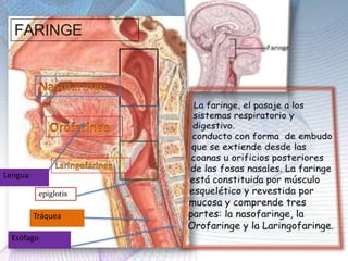 FARINGE
Esófago
Lengua
Tráquea
epiglotis
 