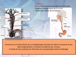 ESOFAGO.
Es un tubo muscular que mide unos 25cm de
longitud, y un diámetro de 2 a 3 cm.
Situado por detrás de la tráquea.
Comienza en el límite inferior de la Laringofaringe Formado por fibras musculares de dos
tipos longitudinales y circulares recubiertas por mucosa.
A través de este conducto los alimentos son transportados hasta el estómago.
TRÁQUEA
CAYADO AÓRTICO
AORTA TORÁCICA
ESTÓMAGO
CARDIAS
HIATO
ESOFÁGICO
DIAFRAGMA
 