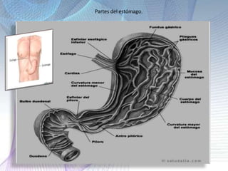 Partes del estómago.
 