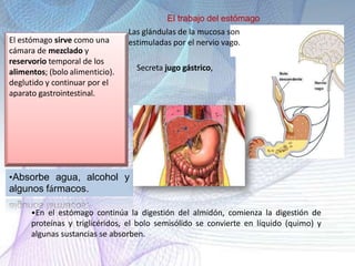 El trabajo del estómago
Las glándulas de la mucosa son
estimuladas por el nervio vago.El estómago sirve como una
cámara de mezclado y
reservorio temporal de los
alimentos; (bolo alimenticio).
deglutido y continuar por el
aparato gastrointestinal.
Secreta jugo gástrico,
•Absorbe agua, alcohol y
algunos fármacos.
•En el estómago continúa la digestión del almidón, comienza la digestión de
proteínas y triglicéridos, el bolo semisólido se convierte en líquido (quimo) y
algunas sustancias se absorben.
 