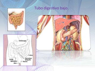 Tubo digestivo bajo.
 