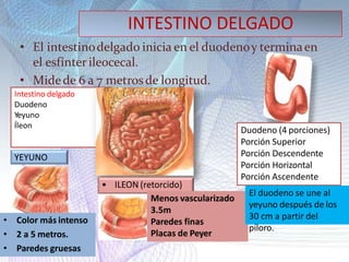 INTESTINO DELGADO
• El intestinodelgado inicia en el duodenoy terminaen
el esfínterileocecal.
• Midede 6 a 7 metrosde longitud.
Intestino delgado
Duodeno
Yeyuno
Íleon
Duodeno (4 porciones)
Porción Superior
Porción Descendente
Porción Horizontal
Porción Ascendente
YEYUNO
• Color más intenso
• 2 a 5 metros.
• Paredes gruesas
• ILEON (retorcido)
Menos vascularizado
3.5m
Paredes finas
Placas de Peyer
El duodeno se une al
yeyuno después de los
30 cm a partir del
píloro.
 
