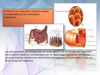El 90% de Los compuestos nutritivos simples
son absorbidos por las vellosidades
Intestinales.
Los monosacáridos, los aminoácidos, los ácidos grasos y los dipéptidos son absorbidos
por el epitelio intestinal y transportados por los vasos sanguíneos de las vellosidades,
los vasos linfáticos y finalmente entran al torrente sanguíneo. y nutren todas y cada una
de las células del organismo
 