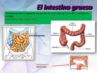 Constituye el ultimo segmento del aparato GI. Es un tubo de 1.5 a 1.8m. Comienza en
el ciego.
Se divide en ciego, colon y recto.
Intestino grueso
El intestino grueso
CIEGOAPENDICE
VERMIFORME
 