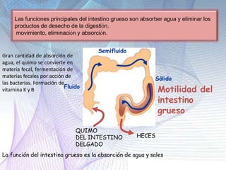 QUIMO
DEL INTESTINO
DELGADO
La función del intestino grueso es la absorción de agua y sales
HECES
Sólido
Motilidad del
intestino
grueso
Gran cantidad de absorción de
agua, el quimo se convierte en
materia fecal, fermentación de
materias fecales por acción de
las bacterias. Formación de
Fluido
vitamina K y B
Las funciones principales del intestino grueso son absorber agua y eliminar los
productos de desecho de la digestión.
movimiento, eliminación y absorción.
Semifluido
 