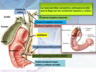 Conducto
cístico
Cuerpo
Cuello
Fondo
Conducto hepático izquierdo
Conducto hepático derecho
Conducto hepático común
colédoco
Conducto pancreático principal
Ampolla hepatopancreática(Vater)
Papila duodenal mayor
(Vater) y esfínter de Oddi.
duodeno
La vesícula biliar concentra y almacena la bilis
que le llega por los conductos hepático y cístico.
 