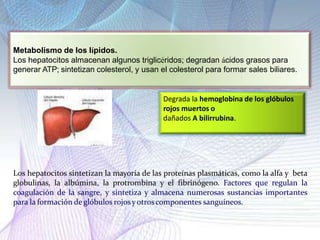 Los hepatocitos sintetizan la mayoría de las proteínas plasmáticas, como la alfa y beta
globulinas, la albúmina, la protrombina y el fibrinógeno. Factores que regulan la
coagulación de la sangre, y sintetiza y almacena numerosas sustancias importantes
para la formación deglóbulos rojosyotroscomponentes sanguíneos.
Metabolismo de los lípidos.
Los hepatocitos almacenan algunos triglicéridos; degradan ácidos grasos para
generar ATP; sintetizan colesterol, y usan el colesterol para formar sales biliares.
Degrada la hemoglobina de los glóbulos
rojos muertos o
dañados A bilirrubina.
 