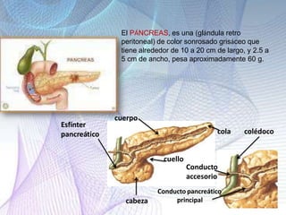 cuerpo
cola colédoco
Esfínter
pancreático
cabeza
cuello
Conducto
accesorio
Conducto pancreático
principal
El PÁNCREAS, es una (glándula retro
peritoneal) de color sonrosado grisáceo que
tiene alrededor de 10 a 20 cm de largo, y 2.5 a
5 cm de ancho, pesa aproximadamente 60 g.
 