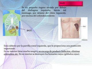 Está cubierto por la parrilla costal izquierda, que le proporciona una protección
importante.
En su interior tiene mucha sangre y se encarga de producir linfocitos, eliminar
eritrocitos, etc. En su interior sedestruyen los hematíes viejos (glóbulos rojos).
BAZO
BAZO
Es un pequeño órgano situado por debajo
del diafragma izquierdo, detrás del
estómago, por delante del riñón izquierdo,
por encima del colondescendente.
 