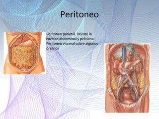 Peritoneo
Peritoneo parietal. Reviste la
cavidad abdominal y pelviana.
Peritoneo visceral cubre algunos
órganos
 