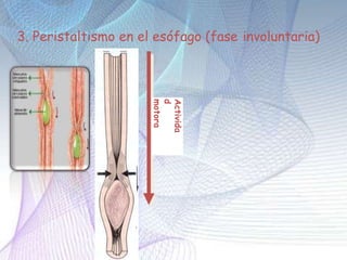 3. Peristaltismo en el esófago (fase involuntaria)
Activida
d
motora
 