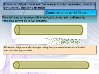 Contracciones peristálticas
Peristaltismo es la propulsión organizada de material a distancias
variables dentro de la luz intestinal.
El intestino delgado tiene tres funciones principales: movimiento (mezcla y
peristaltismo), digestión y absorción.
El intestino delgado mezcla y transporta el quimo por movimientos denominados
contracciones segmentarias.
 