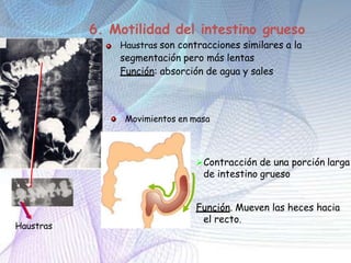 Haustras
Haustras son contracciones similares a la
segmentación pero más lentas
Función: absorción de agua y sales
6. Motilidad del intestino grueso
Contracción de una porción larga
de intestino grueso
Función. Mueven las heces hacia
el recto.
Movimientos en masa
 
