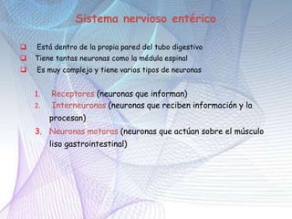 Sistema nervioso entérico
 Está dentro de la propia pared del tubo digestivo
 Tiene tantas neuronas como la médula espinal
 Es muy complejo y tiene varios tipos de neuronas
1. Receptores (neuronas que informan)
2. Interneuronas (neuronas que reciben información y la
procesan)
3. Neuronas motoras (neuronas que actúan sobre el músculo
liso gastrointestinal)
 