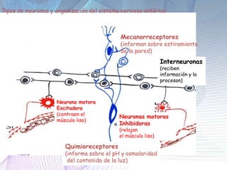 Neurona motora
Excitadora
(contraen el
músculo liso)
Neuronas motoras
Inhibidoras
(relajan
el músculo liso)
Quimioreceptores
(informa sobre el pH y osmolaridad
del contenido de la luz)
Mecanorreceptores
(informan sobre estiramiento
de la pared)
Interneuronas
(reciben
información y la
procesan)
Tipos de neuronas y organización del sistema nervioso entérico
 