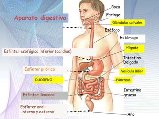 Esfínter esofágico inferior (cardias)
Esfínter pilórico
Esfínter ileocecal
Esfínter anal:
interno y externo
Esófago
Estómago
Intestino
Delgado
Intestino
grueso
Ano
Boca
Faringe
Aparato digestivo
Glándulas salivales
Vesícula Biliar
Páncreas
Hígado
DUODENO
 