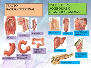 TRACTO
GASTROINTESTINAL
BOCA
FARINGE
ESOFAGO
ESTOMAGO
INTESTINO
DELGADO
INTESTINO
GRUESO
ESTRUCTURAS
ACCESORIAS O
GLANDULAS ANEXAS
DIENTES LENGUA
GLANDULAS
SALIVALES
HIGADO
VESICULA
BILIAR
PANCREAS
 