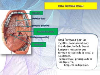 Paladar duro
glandula palatina
Úvula (campanilla)
 