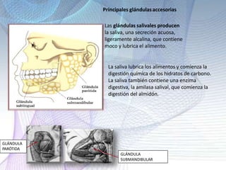 Las glándulas salivales producen
la saliva, una secreción acuosa,
ligeramente alcalina, que contiene
moco y lubrica el alimento.
La saliva lubrica los alimentos y comienza la
digestión química de los hidratos de carbono.
La saliva también contiene una enzima
digestiva, la amilasa salival, que comienza la
digestión del almidón.
GLÁNDULA
PARÓTIDA
GLÁNDULA
SUBMANDIBULAR
Principales glándulasaccesorias
 
