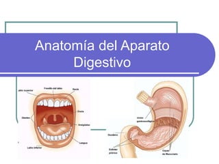 Anatomía del Aparato
Digestivo
 