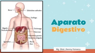 Aparato
Digestivo
Mg. Obst. Jhenny Fonseca
 
