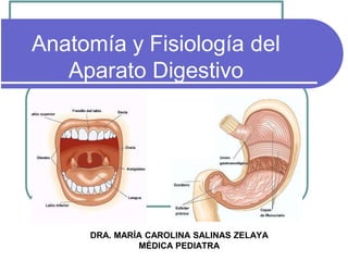 Anatomía y Fisiología del
Aparato Digestivo
DRA. MARÍA CAROLINA SALINAS ZELAYA
MÉDICA PEDIATRA
 