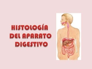 histología a detalle del aparato o sistema digestivo.