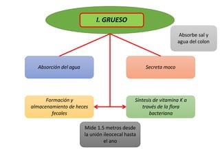 Aparato digestivo, resumen trabajo para la casa | PPTX
