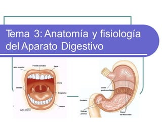 T
ema 3: Anatomía y fisiología
del Aparato Digestivo
 
