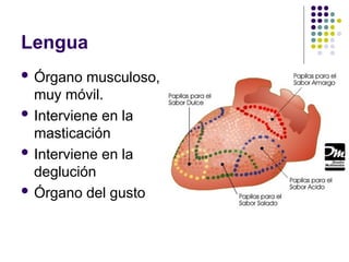 Lengua
 Órgano musculoso,
muy móvil.
 Interviene en la
masticación
 Interviene en la
deglución
 Órgano del gusto
 