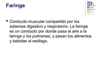 Faringe
 Conducto muscular compartido por los
sistemas digestivo y respiratorio. La faringe
es un conducto por donde pasa el aire a la
laringe y los pulmones, y pasan los alimentos
y bebidas al esófago.
 