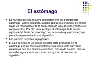 El estómago
 La mucosa gástrica recubre completamente las paredes del
estómago. Como resultado, cumple dos tareas cruciales, en primer
lugar, es responsable de la producción de jugo gástrico y todos sus
componentes. Por otro lado, protege el estómago de la acción
agresiva del ácido del estómago con la mucosa que produce(capa
protectora para evitar la autodigestión)
 Las paredes secretan jugo gástrico
 El jugo gástrico es un líquido de color claro producido en el
estómago por las células parietales y stá compuesto por varios
elementos que son el ácido clorhídrico, cloruro de potasio, cloruro
de sodio, agua y varias enzimas que ayudan al proceso de
digestión
 