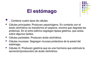 El estómago
 . Contiene cuatro tipos de células:
 Células principales: Producen pepsinógeno. En contacto con el
ácido clorhídrico se transforma en pepsina, enzima que degrada las
proteínas. En el antro pilórico segregan lipasa gástrica, que actúa
sobre algunos lípidos.
 Células parietales: Producen ácido clorhídrico.
 Células mucosas: Segregan mucosa protectora de la pared del
estómago.
 Células G: Producen gastrina que es una hormona que estimula la
secreción(producción) de ácido clorhídrico.
 