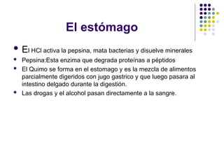 El estómago
 El HCl activa la pepsina, mata bacterias y disuelve minerales
 Pepsina:Esta enzima que degrada proteínas a péptidos
 El Quimo se forma en el estomago y es la mezcla de alimentos
parcialmente digeridos con jugo gastrico y que luego pasara al
intestino delgado durante la digestión.
 Las drogas y el alcohol pasan directamente a la sangre.
 